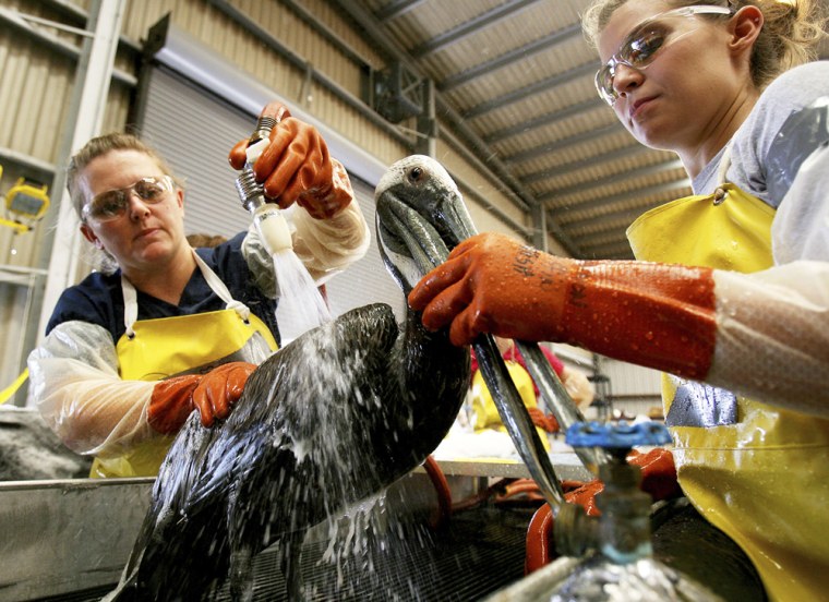 Image: Wildlife rehablitator Shannon Grisson and volunteer Heather Bryant clean oil off a brown pelican at a rescue center at a facility set up by the International Bird Rescue Research Center in Fort Jackson, Louisiana