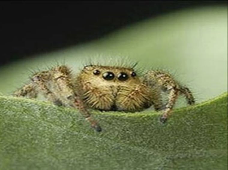 Image: Female spider