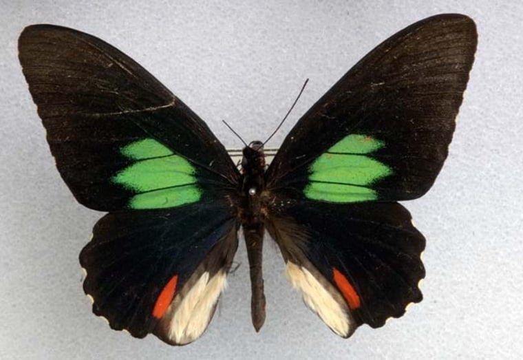 Image: Amazonian butterfly
