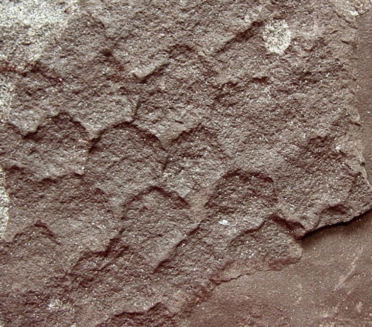 The micro-polygons within this rock found in South Korea suggest the impression of reptilian scales, say researchers.