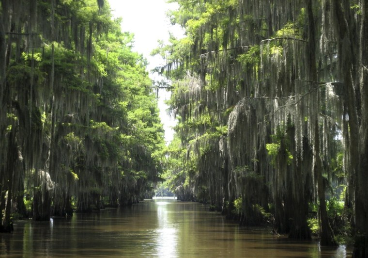 Image: Travel Caddo Lake