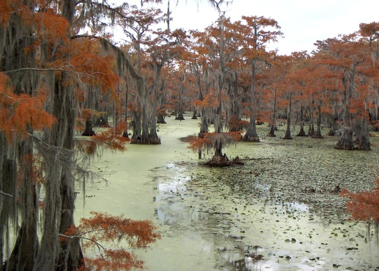 Image: Travel Caddo Lake