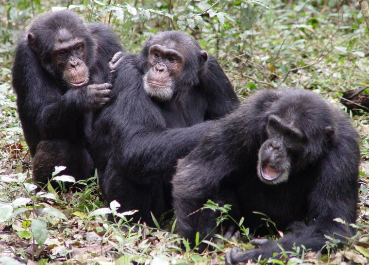Image: Chimpanzees