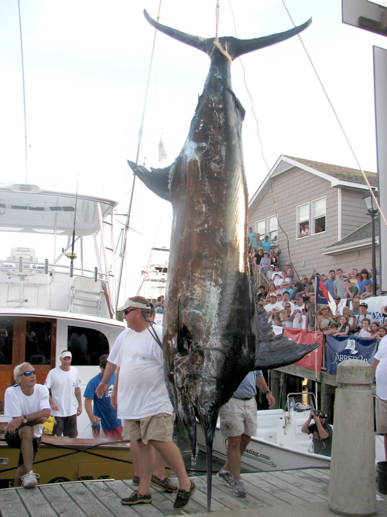 Angler Andy Thomossan is dwarfed by his record-breaking 883-pound catch at the 52nd Annual Big Rock Fishing Tournament.