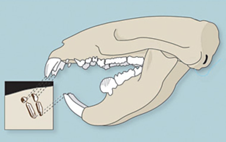 Image: Tooth marks