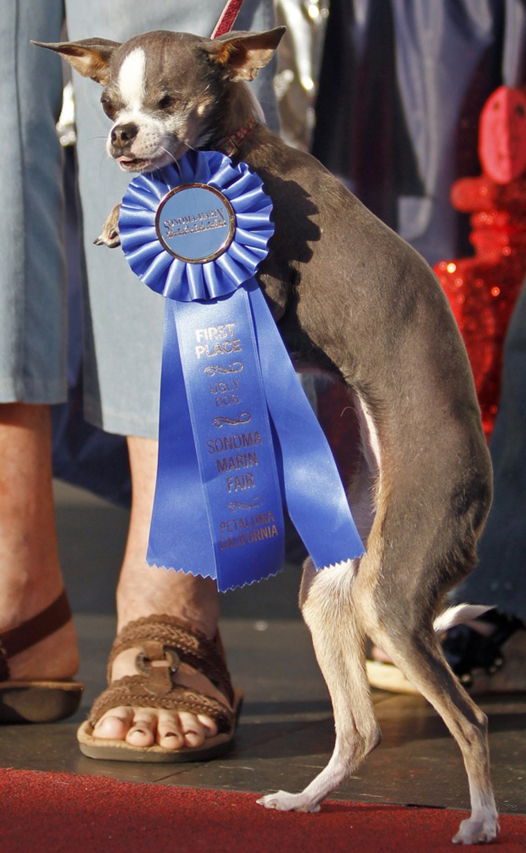 Image: Princess Abby the Chihuahua