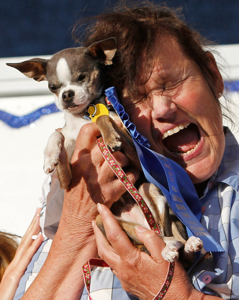Image: Kathleen Francis, Princess Abby the Chihuahua