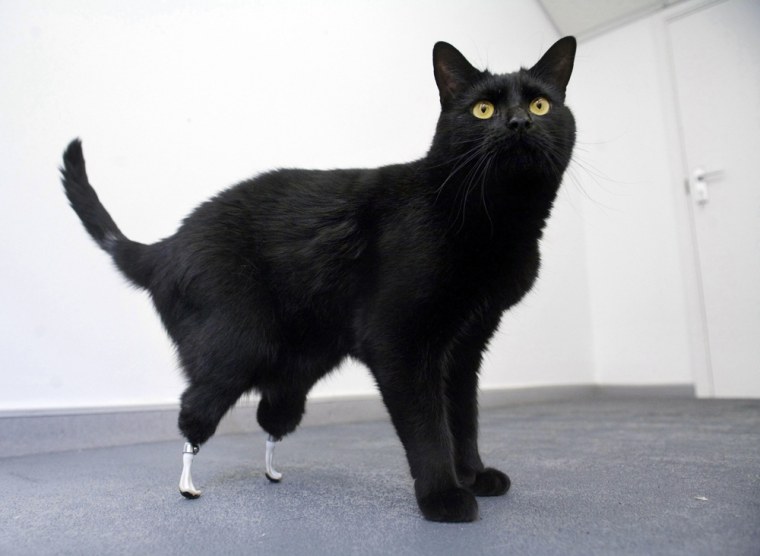 Image: Oscar, the cat with a pair of prosthetic paws