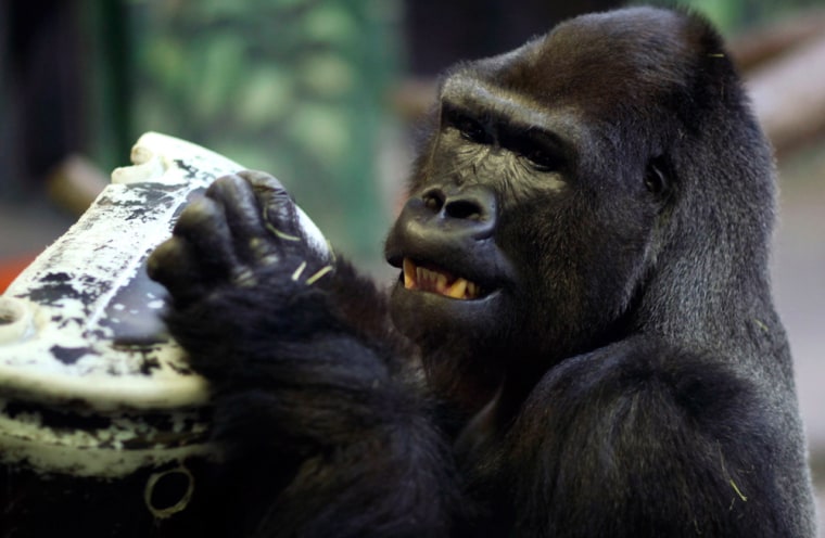 Image: Husani, a male western lowland gorilla, makes his official debut at Hogle Zoo