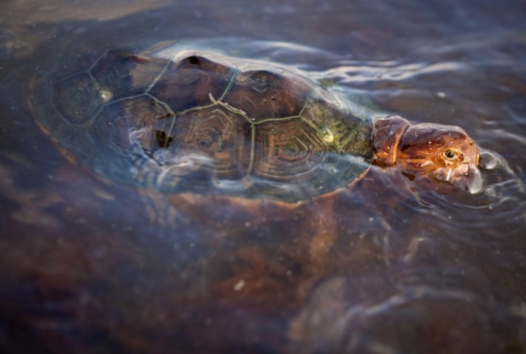 Image: File photo of a sea turtle covered in oil from the Deepwater Horizon oil spill swimming off the Grand Terre Island