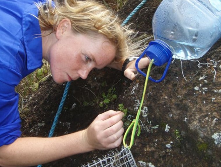 Image: Conservationist Olivia Renshaw examines a fern, Anogramma asccensionis, that had once been considered extinct.
