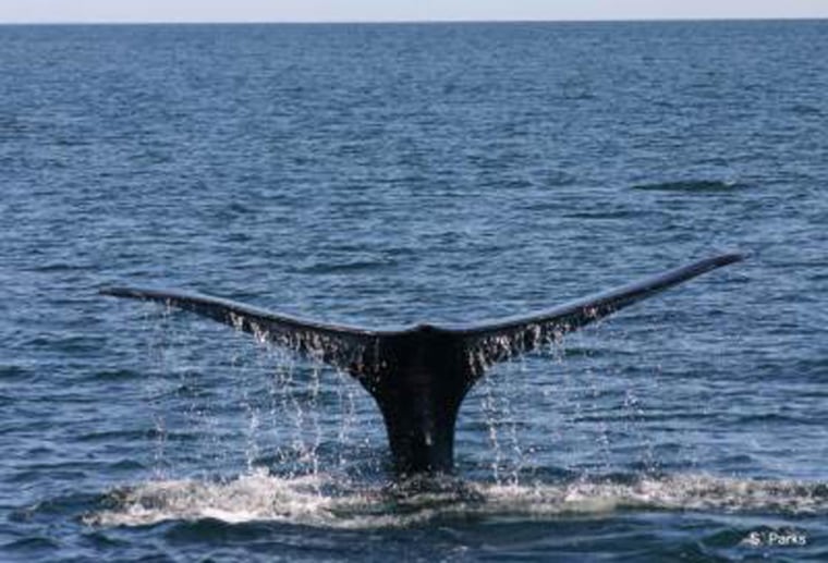 A North Atlantic right whale dives with its tail in the air. Right whales are large baleen whales that often approach close to shore.