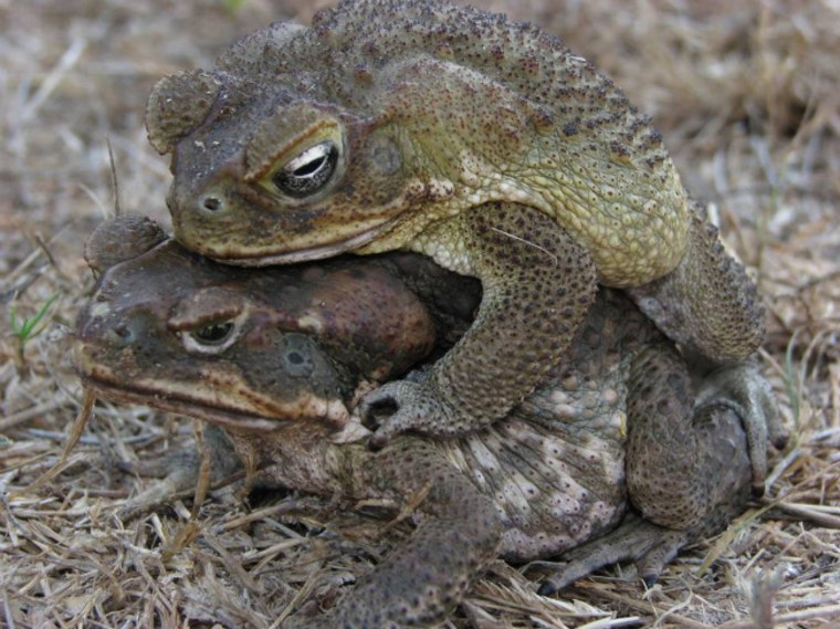 Image: A cane toad couple mating