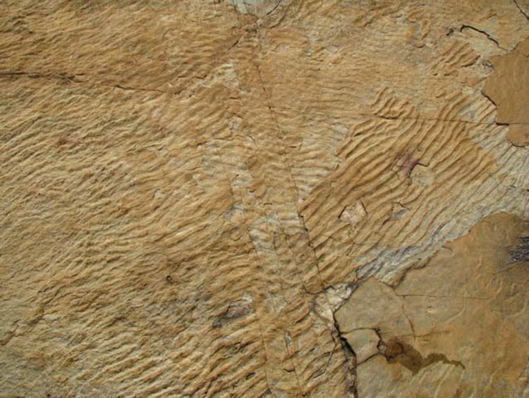 These ripple marks were created about 2.9 billion years ago in the Pongola Supergroup rock in South Africa. The marks indicate that cyanobacteria were present during this time.
