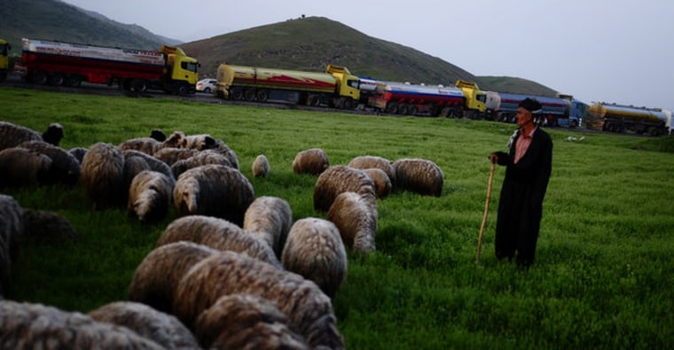 Image: A Kurdish shepherd moved his flock past a column of fuel tankers