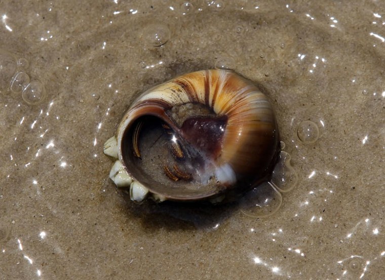 A dead hermit crabs lies in the water on a beach on Dauphin Island, Ala. An unusual low oxygen zone in Gulf of Mexico waters off the Alabama shore has lasted for more than a month.