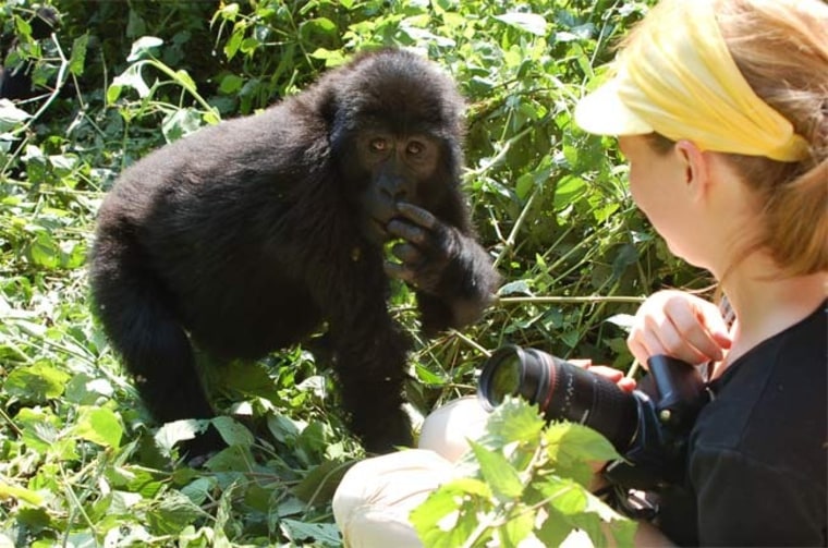 Image: Wild baby gorilla interacts with woman
