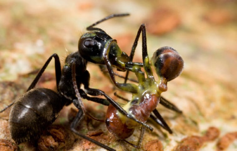 Image: Ants