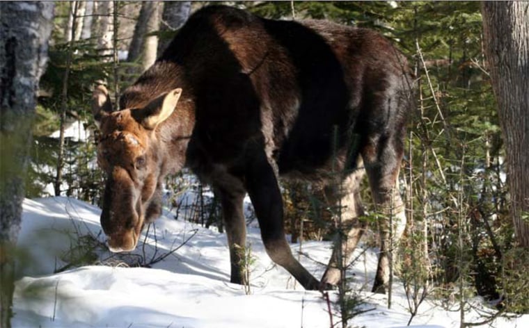 Malnutrition early in life might contribute to arthritis, according to a new study in moose. Here, a moose from Isle Royale, a wilderness island national park in Lake Superior. 