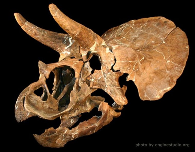 Mounted version of one of the juvenile Triceratops skulls from Hell Creek Formation in Montana.