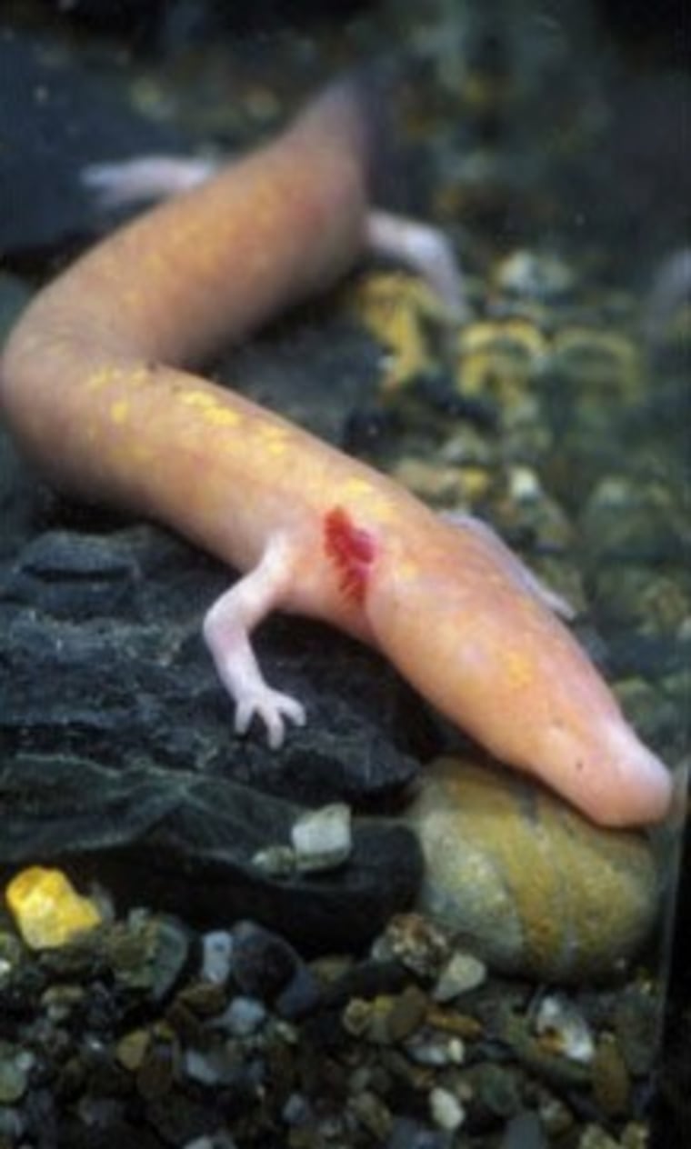 Image: A long pink salamander