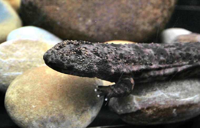 Image: A Japanese giant salamander