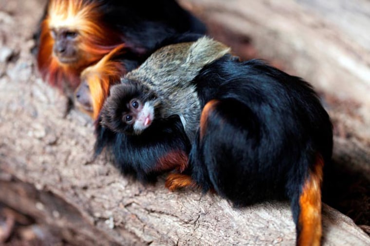 Image: One tamarin monkey species adopts another