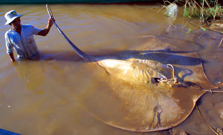 Image: Giant freshwater stingray or Freshwater whipray (Himantura chaophraya)