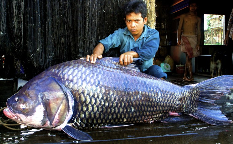 Giant barb or Giant Siamese carp (Catlocarpio siamensis); - Local people -, Cambodia (Kampuchea)