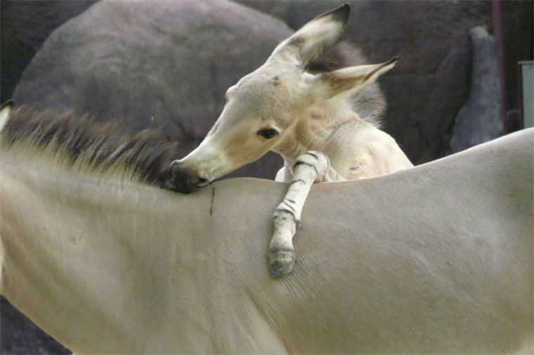 Image: Baby donkey nuzzles a larger donkey