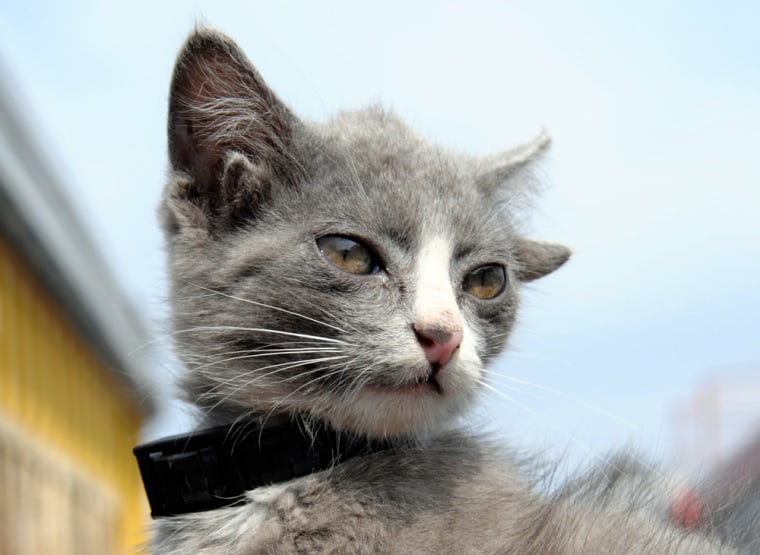 Image: Luntik, a three-month-old kitten with four ears, looks on in Russia's far eastern city of Vladivostok