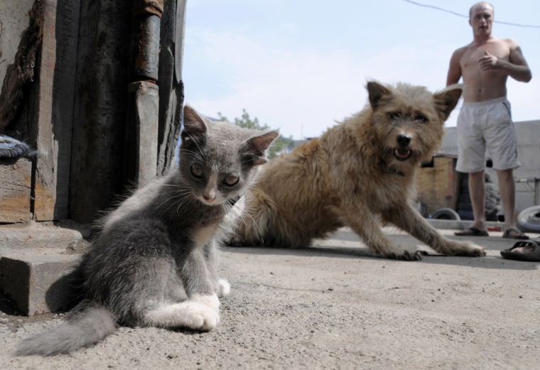 Image: Luntik, a three-month-old kitten with four ears, looks on in Russia's far eastern city of Vladivostok