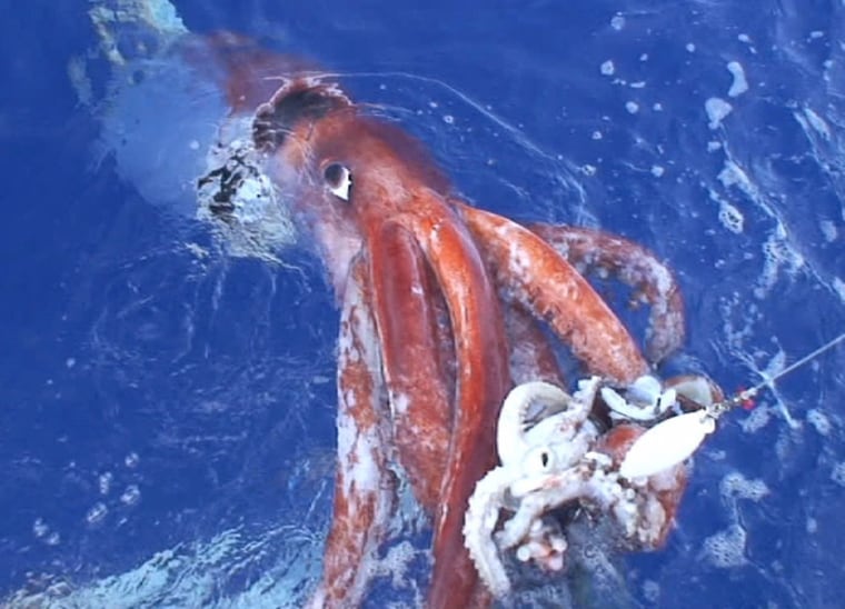 A giant squid attacking a bait is pulled up by a Japanese research team south of Tokyo, on Dec. 4, 2006. This was the first and only (so far) filming of the giant squid alive. 