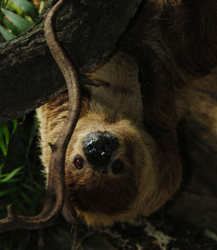 Shy 25 Year Old Sloth Slow To Have Sex