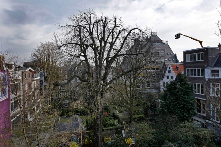 Image: Anne Frank's chestnut tree in 2008
