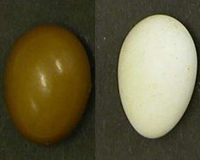 Image: UV hues in eggshells