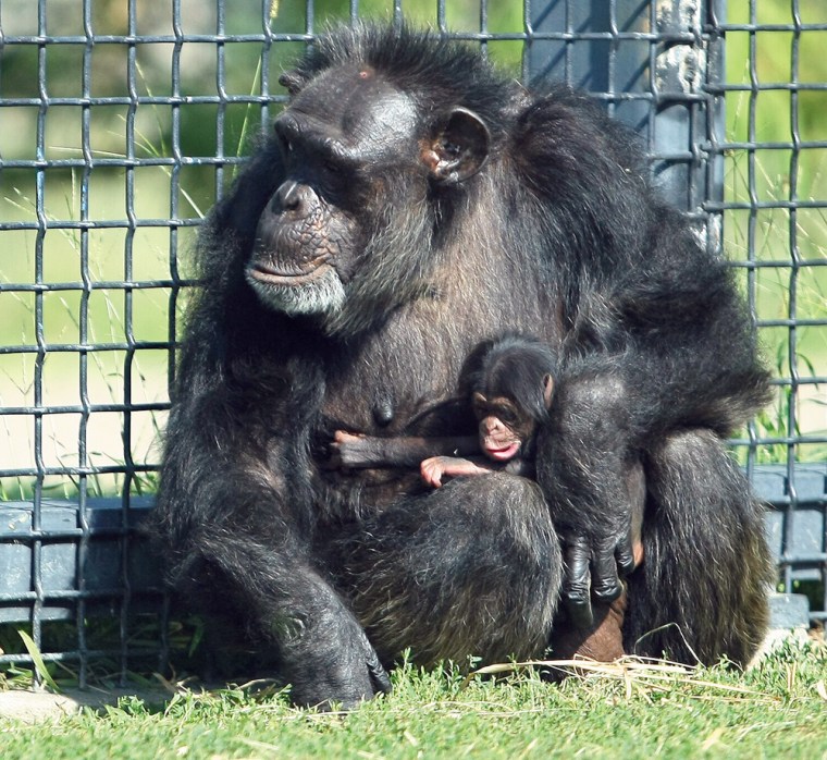 Image: Suzie, a 56-year-old chimpanzee, holds her newborn at Sunset Zoo in Manhattan, Kan.