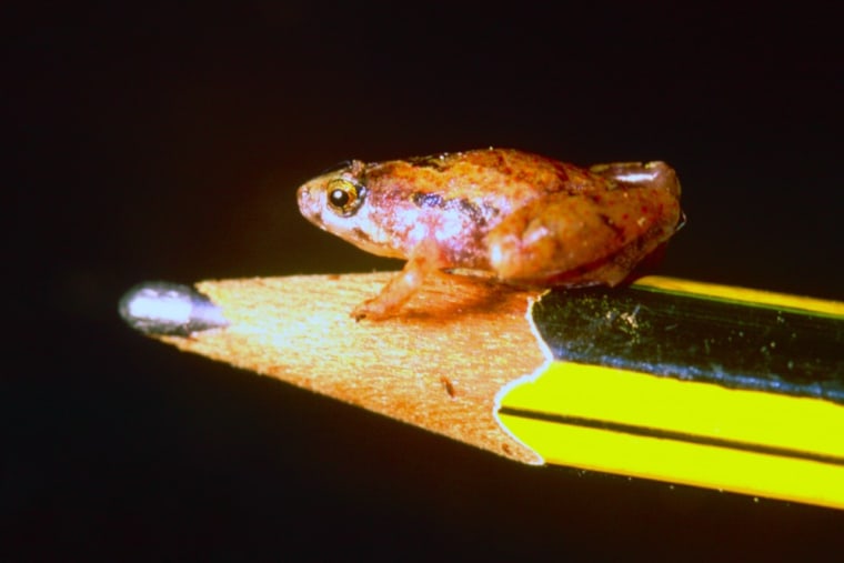 Image: The new species of a mini frog