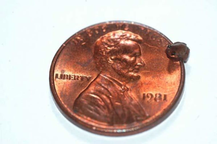 Image: Tiny frog