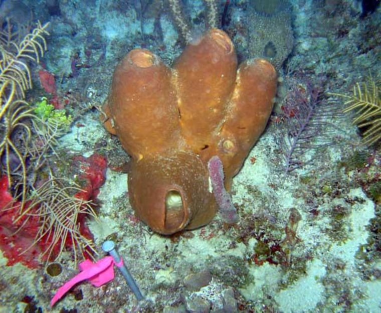 Image: Stake next to Brown tube sponge