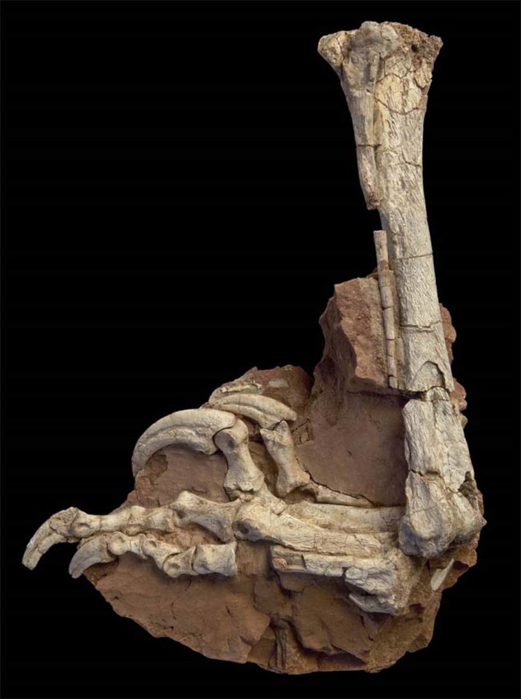 Image: Fossilized hind limb of Balaur bondoc