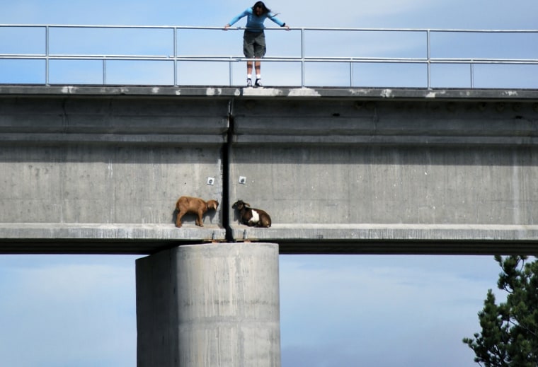 Image: Goats stranded on an overpass