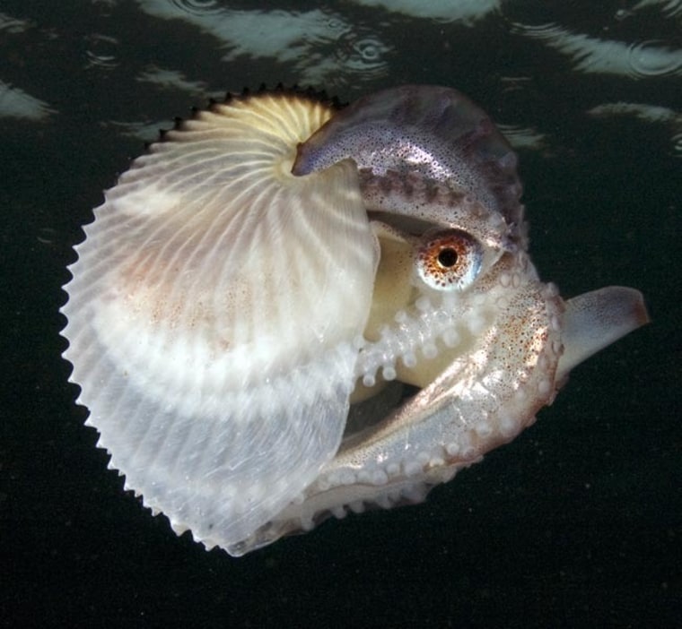 Image: Argonaut octopus