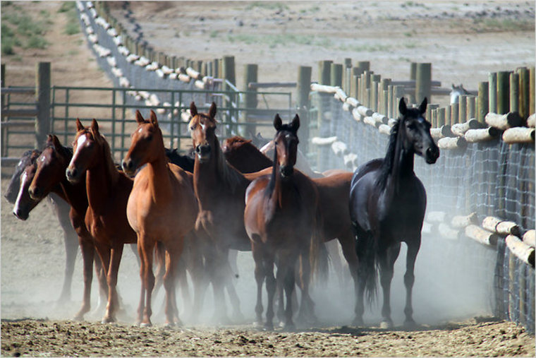The aim of roundups is to reduce the horse population to more sustainable levels.