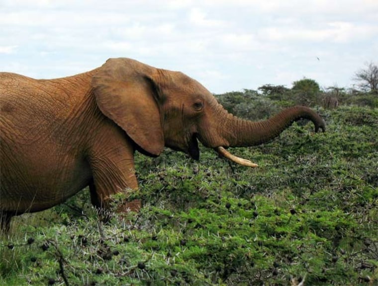 Do Elephants Eat Acacia Trees  