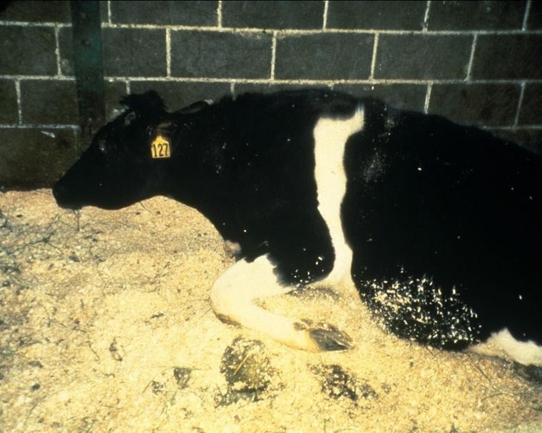 Image: Infected cow