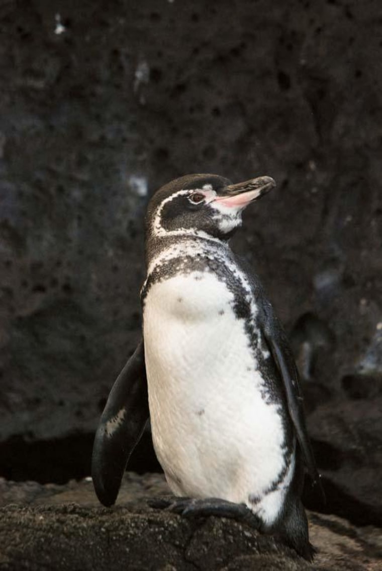 Image: Galapagos penguin