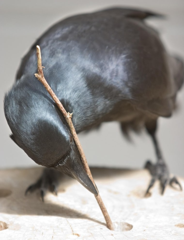 Image: Bird tools