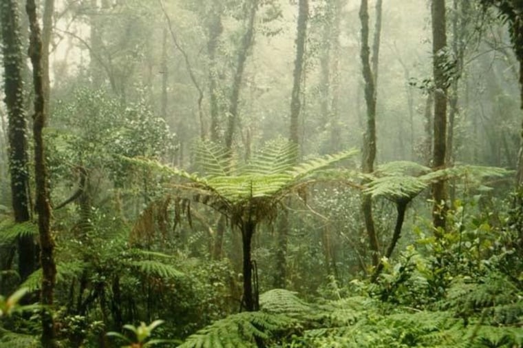 Image: Mt. Kinabalu rainforest
