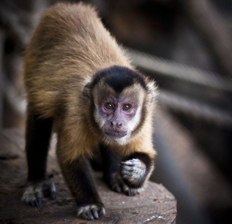 Image: Capuchin monkey